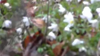 9 april bosanemoon bloemendaalse bos