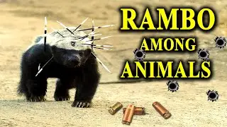 Honey Badger - Fearless, Bulletproof and ...almost Immortal?