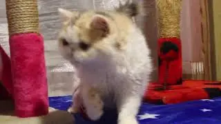 Ket Murket female Ket Murket Astra dilute calico