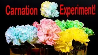 Amazing Science Experiment: Coloring Flowers and Timelapse