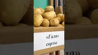 406261856 883560809850254 3154670100922113725 n