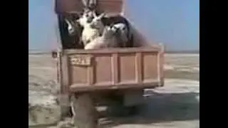 Выгружает как камни