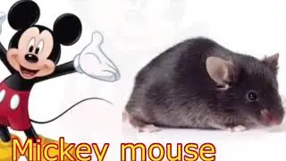 Mickey Mouse characters in real life