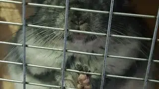 шиншилла