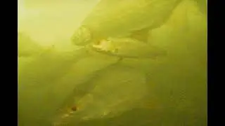 Подводные обитатели неманской затоки.