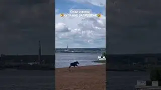 Лосёнок на ижевском пруду. #прикол #животные #природа #лето2024 #лось #купаниезапрещено