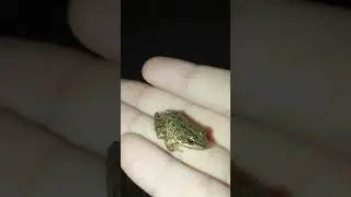 Лягушонок 🐸😉