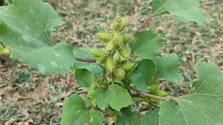 Chota Datura