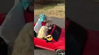 Have you ever seen dogs riding a car? 
