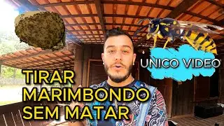 Como tirar casa de Marimbondos sem matar! Metodo mais ecológico por seu ambiente e agrofloresta!