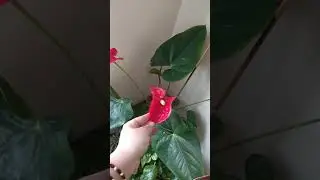 Antoryum çiçeği, kaktüs,  parlak Ahmet veya parlak Mustafa çiçeklerinin evdeki durumları