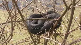 Yılan nerede uyur ?