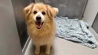 Surprising thing family did dropping their dog at shelter 😔
