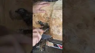 Turning a Huge Trash Log Into a Lamp! 