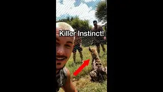 HOW DO YOU SEE IF A HYENA WANTS TO KILL YOU? 😱😳 