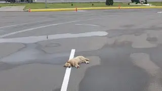 Белорусский рекетир