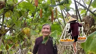 Ms.Bach 87 Year Old Harvesting Cucumber - Co Thuong Village Lifes