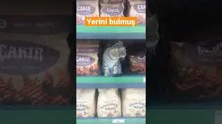 #shorts #short #kedi #cat #cats