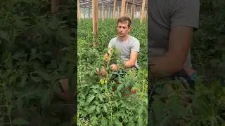 Второе подкручивания, пасынкование, цветёт вторая кисть 