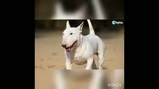 10 RAZAS DE PERROS QUE DEBES CONOCER POR SU FEROCIDAD
