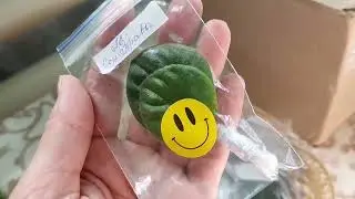 Без Худа - нет Добра ! Фиалки у Алисы 💕.