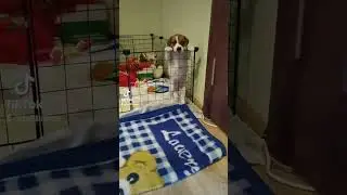 Побег из Шоушенка #jackrussell #puppy #pets
