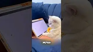 The Cat Became a TV Fan and Didn't Let Me Sleep 😂 