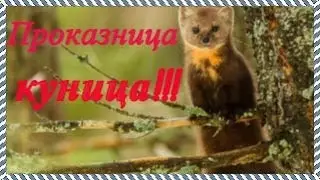 Проказница куница в деле!!! (2022)
