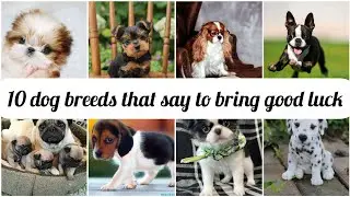 10 dog breeds that say to bring good luck.