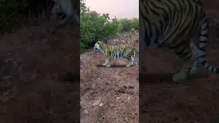 amazing forest tiger 🐅🐅/#trending #shorts