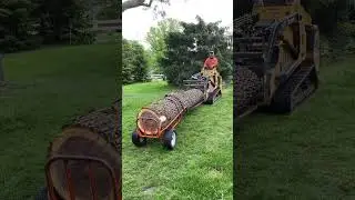 Getting a muy bueno walnut out of a backyard.