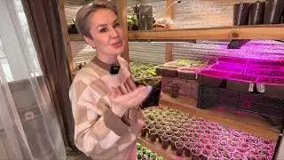 ПЕТУНИЯ ТАЙДАЛ-КАК ПРАВИЛЬНО ПРИЩИПНУТЬ ПЕТУНИЮ ТАЙДАЛ.