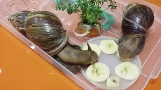 Что едят улитки Ахатина?