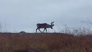 Caribou Gaspésie Cours/Course GEG4921 uOttawa