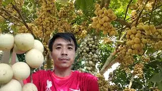 Buah DUKU super Lebat! Rajanya buah musiman dari Sumatera Selatan