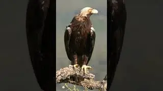 Spanish Imperial Eagle  
