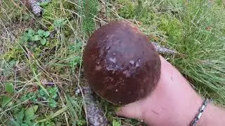 Dokonalé obří hřiby ze smrčiny. Největší hřiby. Houbaření pod smrky. Grzyby, houby, hřiby.