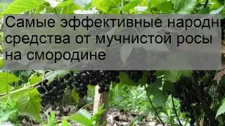 Самые эффективные народные средства от мучнистой росы на смородине