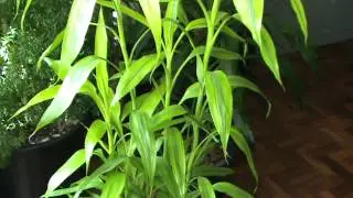 Dracaena sanderiana - Lucky Bamboo