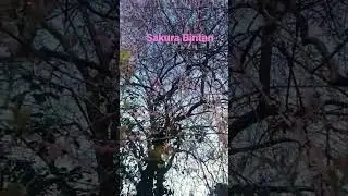 Sakura berbunga, Bintan.