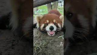 Someday you’ll meet someone special ,like me ☺️☺️☺️#fyp #trending #cute #adorable #redpanda #love
