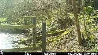 fox clip