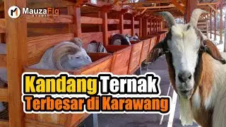 Review Kandang Sahabat Ternak, Pusat Penjualan Hewan Kambing, Sapi, Ikan dan  Unggas di Karawang