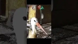 #animals