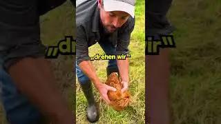 Wie Man Ein Huhn In Sekunden Einschlafen Lässt💤🐔