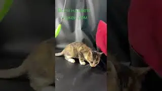 Всем на свете нужен дом! Кошка инопланетянка, с разными глазами из за болезни