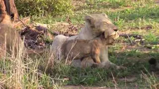 Scenes of Safari in South Africa