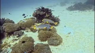 Siaba Besar, Komodo, Indonesia, December 2023