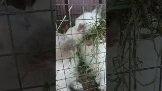 Кролики — это не только ценный мех