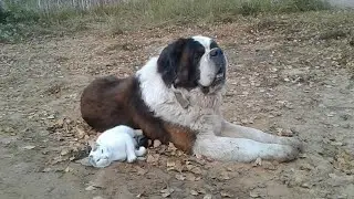 Cat and dog friends Кот и собака - друзья
